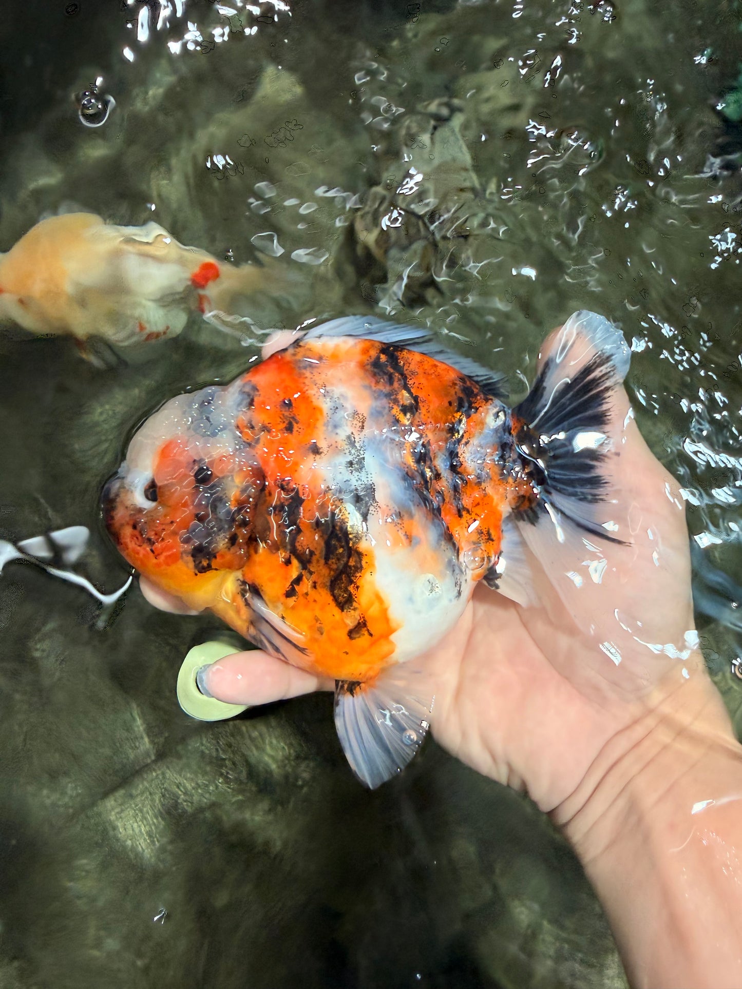 A Grade Calico Marble Yuanbao Female 6 inches #050126YB_15