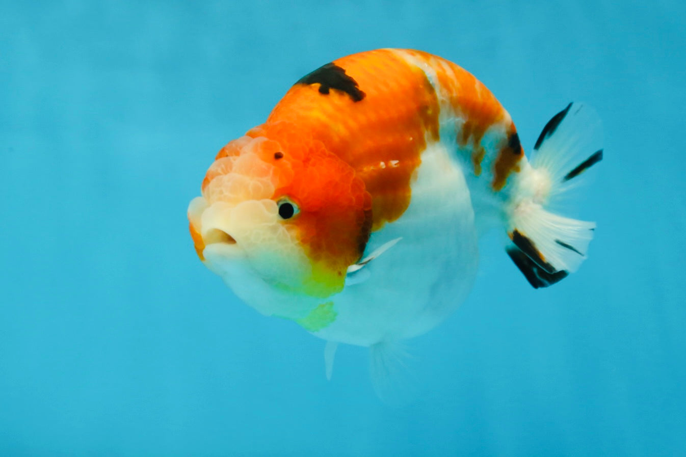 AAA Grade Strong Body Structure Sakura LionKing 5 inches #051625LC_08