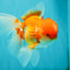 A Grade Red White Oranda Male 6 inches #082126OR_05