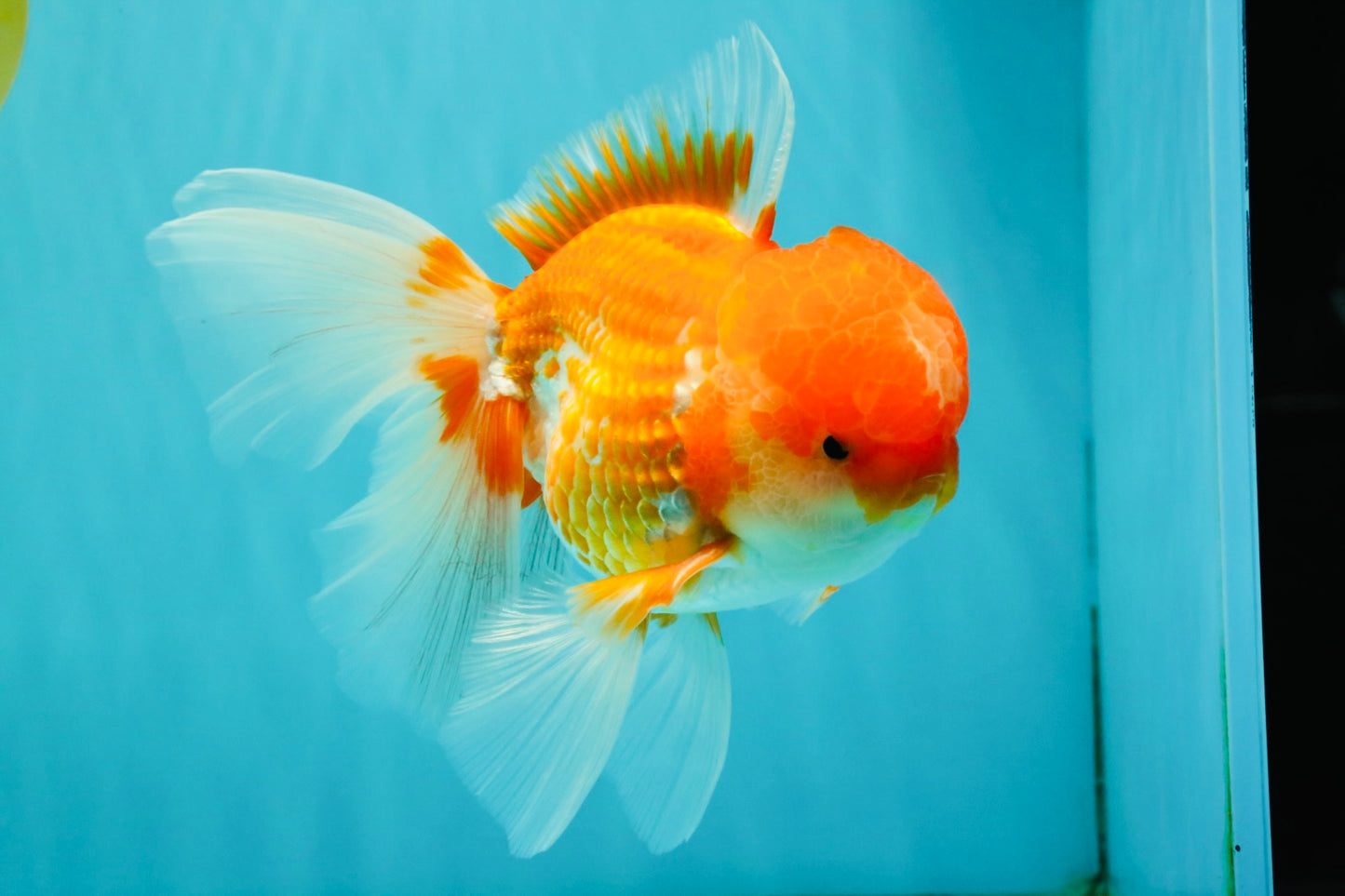 A Grade Red White Oranda Male 6 inches #082126OR_05