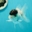 Black Tancho Panda Oranda Female 3.5 inches #110124OR_07