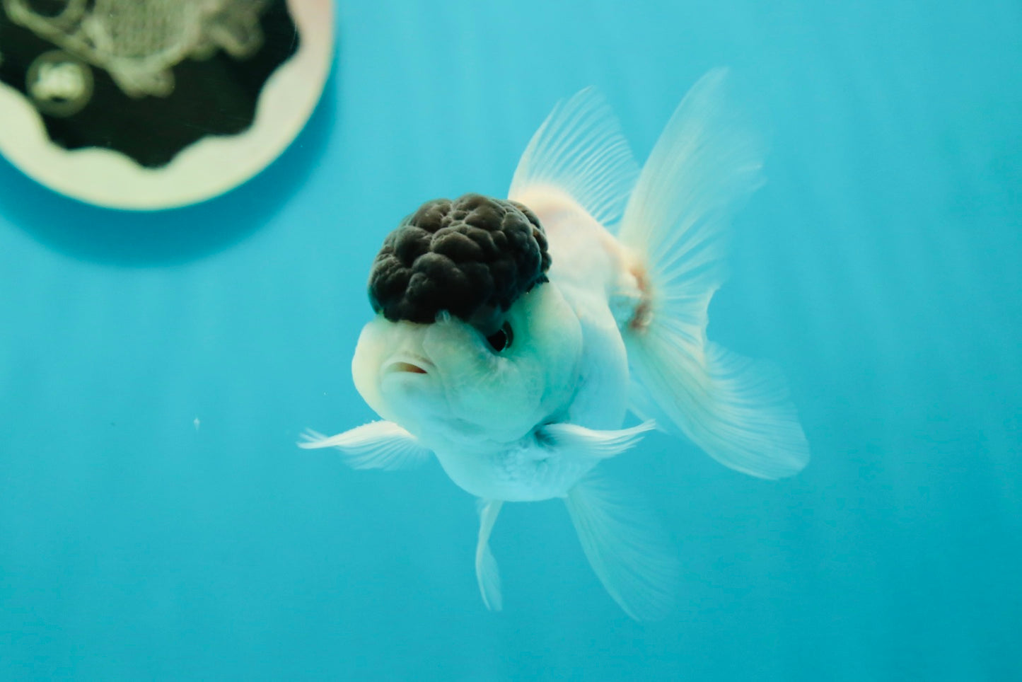 Black Tancho Panda Oranda Female 3.5 inches #110124OR_07