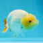 Lemonhead Lionchu Male 4 inches #0920LC_07