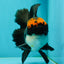 A Grade Superhero Lava Head Tricolor Oranda Male 5-5.5 inches #110824OR_16