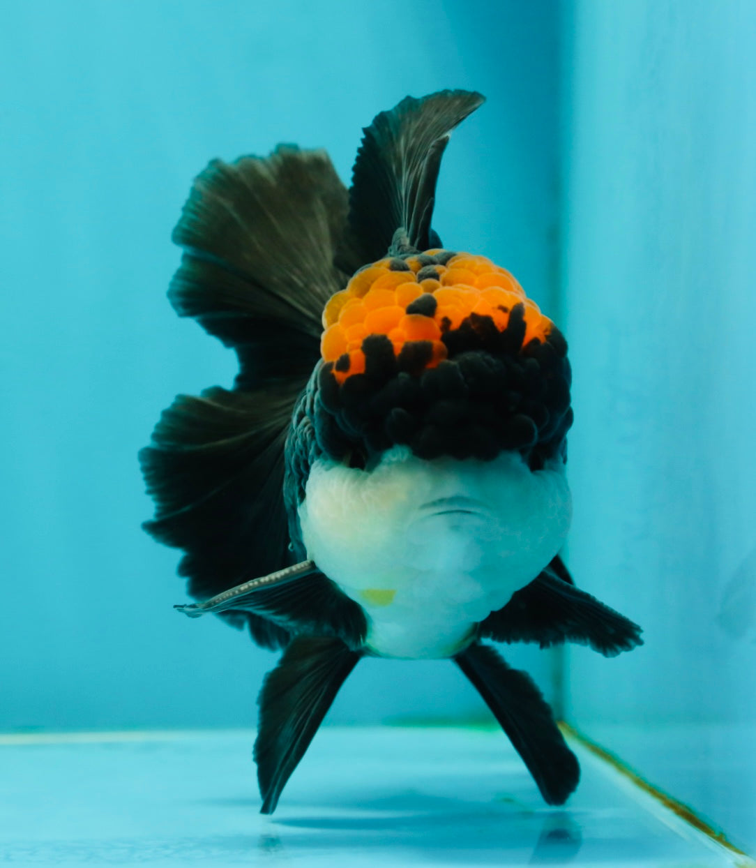 A Grade Superhero Lava Head Tricolor Oranda Male 5-5.5 inches #110824OR_16