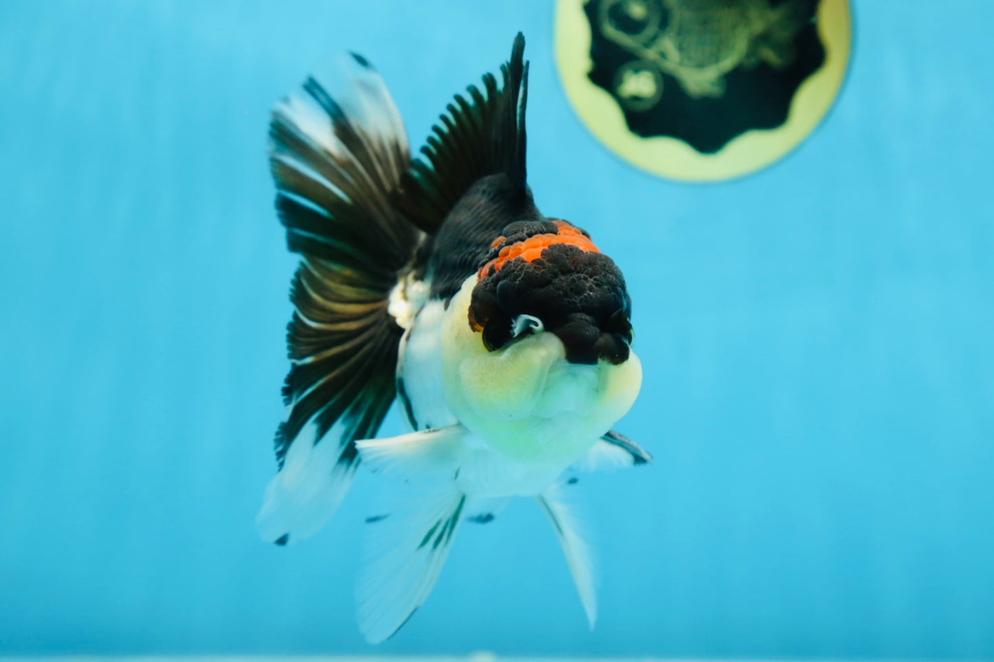 A Grade Tricolor Button Eyes Oranda Male 5.5 inches #080825OR_06