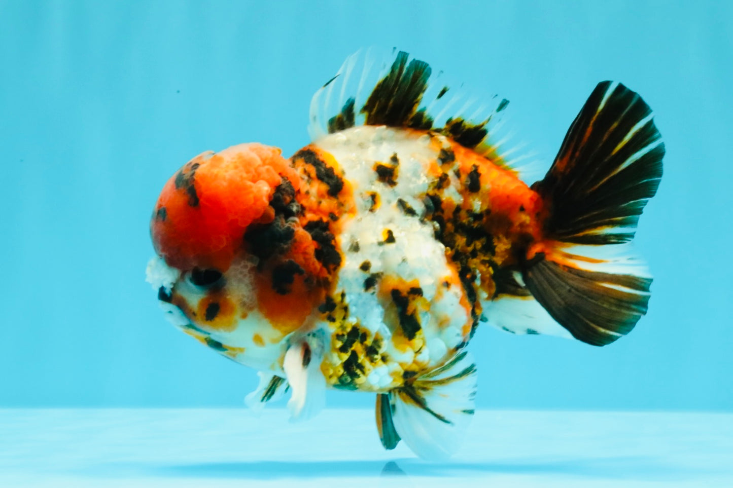 A Grade Pompom 2 Tone Yuanbao Male 5.5 inches #030626YB_14