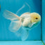 A Grade White Oranda Male 5 inches #121324OR_22