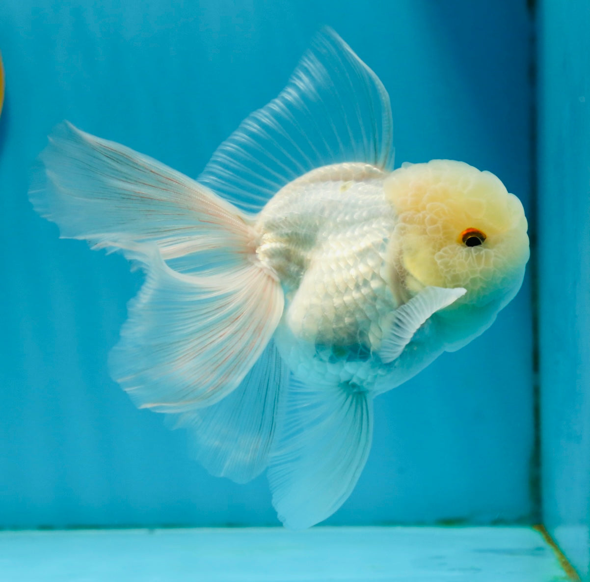 A Grade White Oranda Male 5 inches #121324OR_22