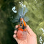 A Grade Tiger Oranda Male 5.5-6 inches #081426OR_04