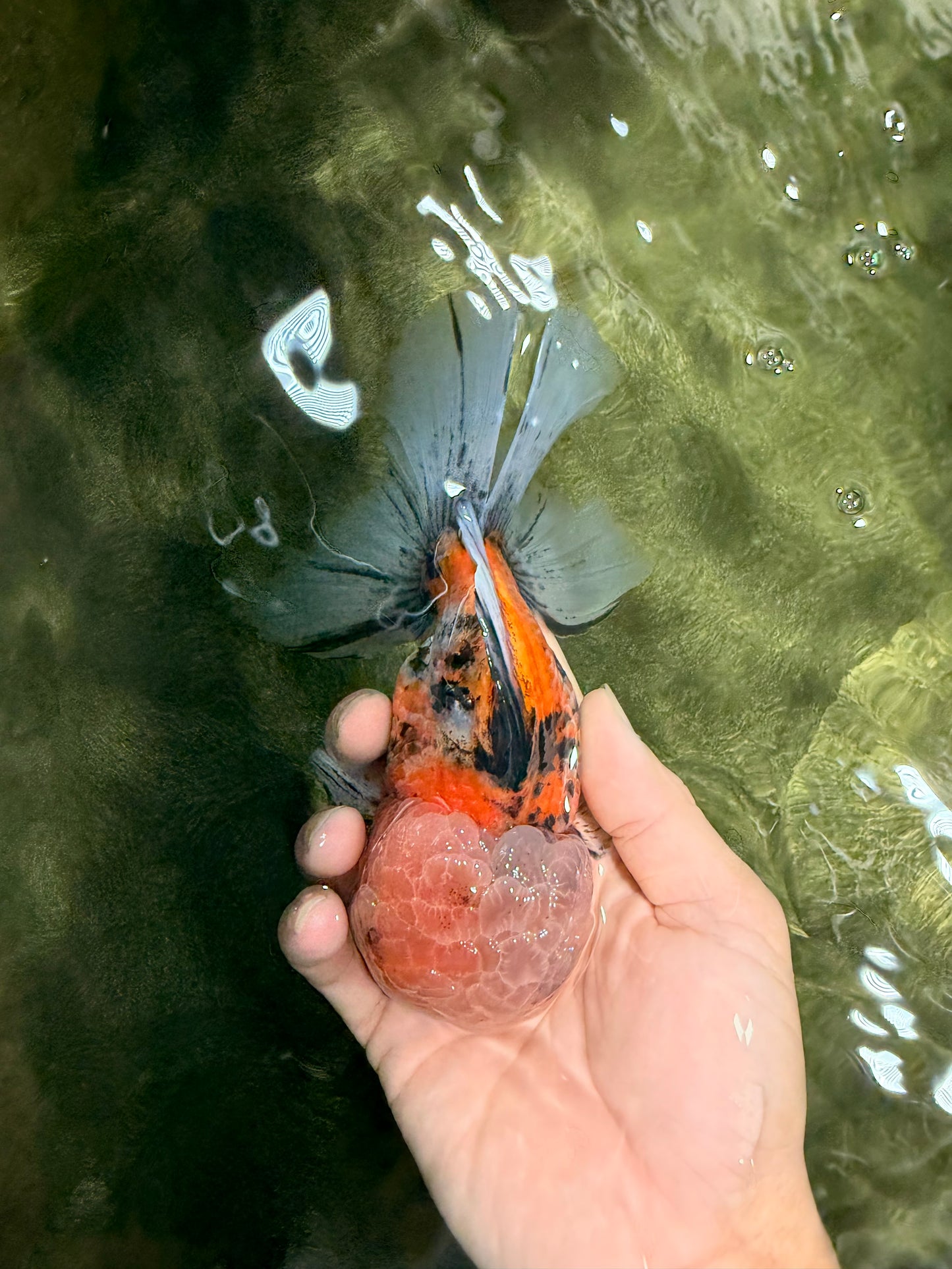 A Grade Tiger Oranda Male 5.5-6 inches #081426OR_04