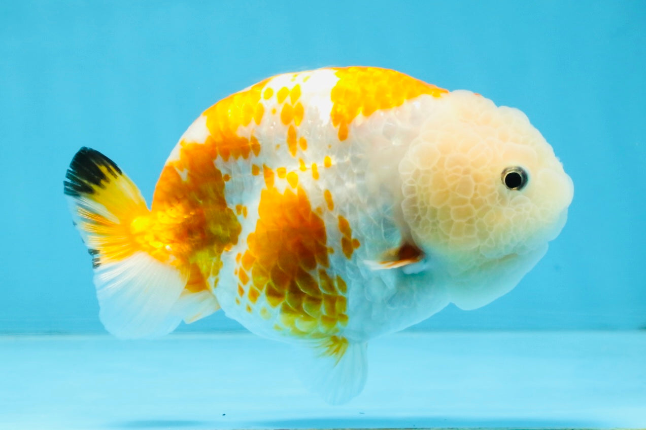 CHUBBY AAA Grade Kohaku Sakura LionQueen 4.5 inches #112825LC_01