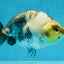 Cow Chinese Ranchu Female 5-5.5 inches #103125RC_08