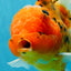 Jumbo A Grade Tiger Oranda Butterly Tail Female 7.5 inches #050225OR_12