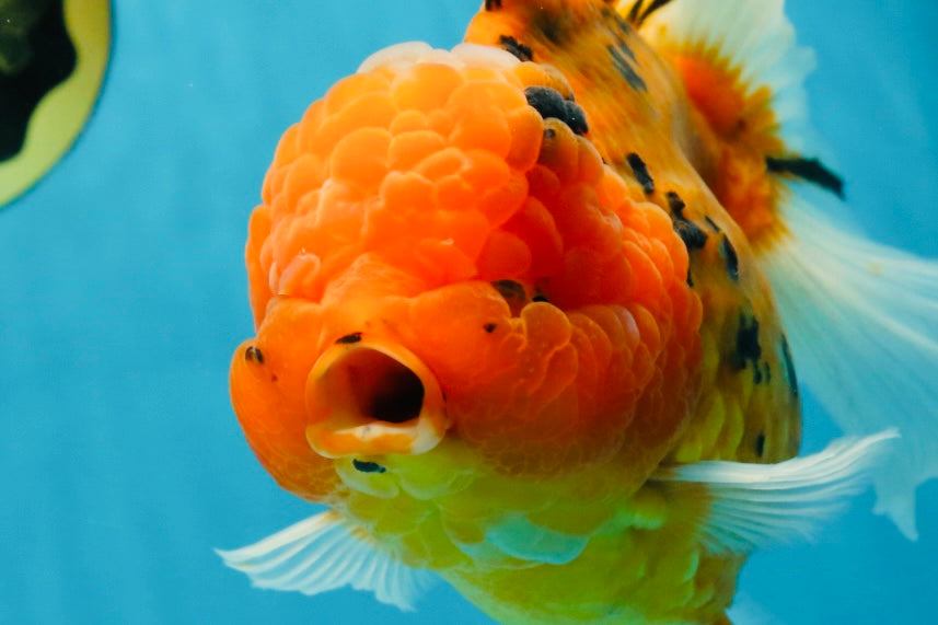 Jumbo A Grade Tiger Oranda Butterly Tail Female 7.5 inches #050225OR_12