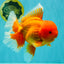 AAA Grade Super Jumbo Red White  Oranda Male 8-8.5 inches #062626OR_04