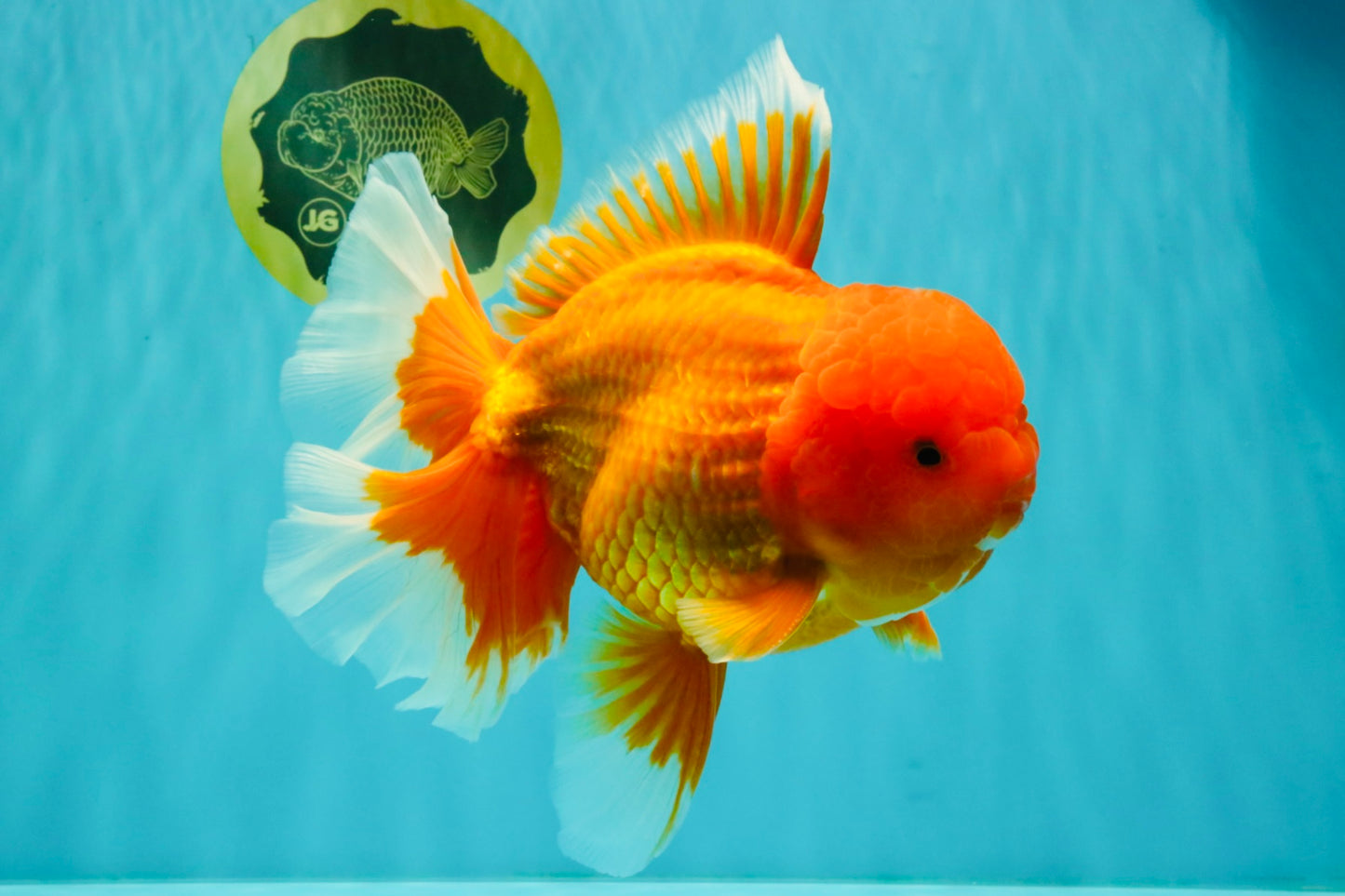 AAA Grade Super Jumbo Red White  Oranda Male 8-8.5 inches #062626OR_04