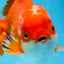 AAA Grade Red White Oranda Male 5.5 inches #0706OR_22