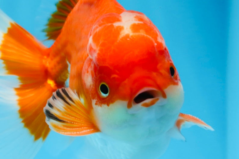 Oranda macho rojo y blanco de grado AAA de 5,5 pulgadas n.º 0706OR_22