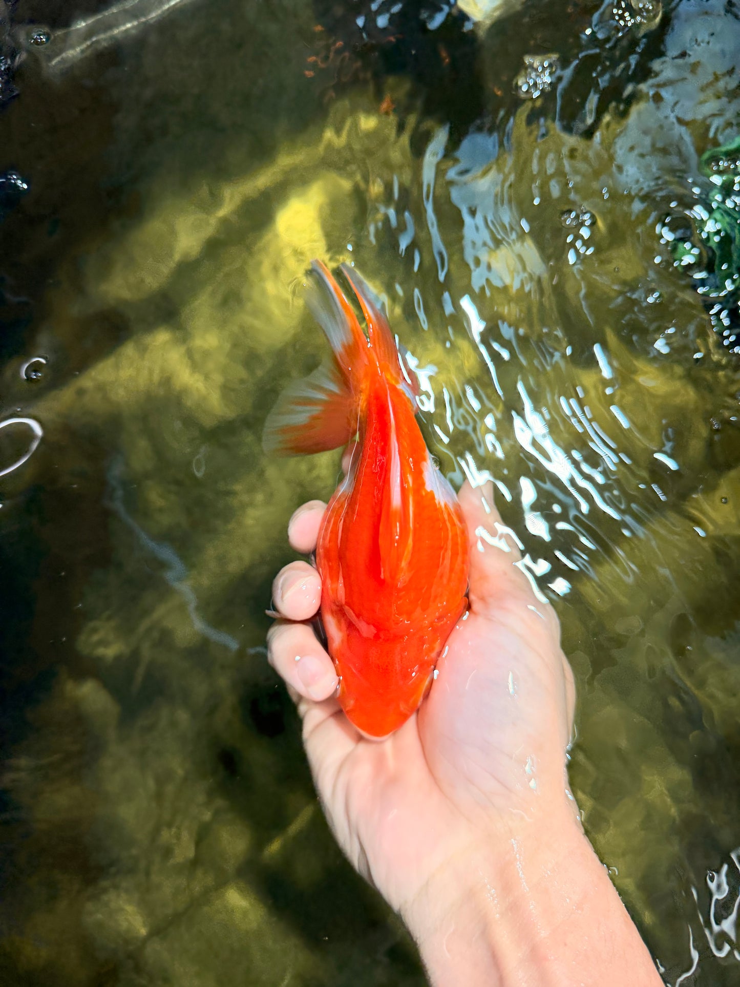 A Grade Red White Ryukin Female 5.5 inches #111425RK_05