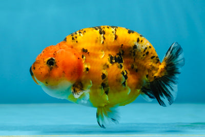 A Grade Tiger LionQueen 4-4.5 inches #051625LC_05