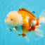 OLAF A Grade Red White Oranda Male 6 inches #040326OR_14