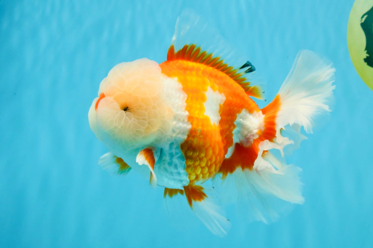 OLAF A Grade Red White Oranda Male 6 inches #040326OR_14