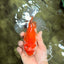 A Grade Red White Oranda Male 5.5-6 inches #040326OR_13