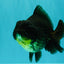 AAA Grade Black Yuanbao Female 4.5 inches #100226YB_11