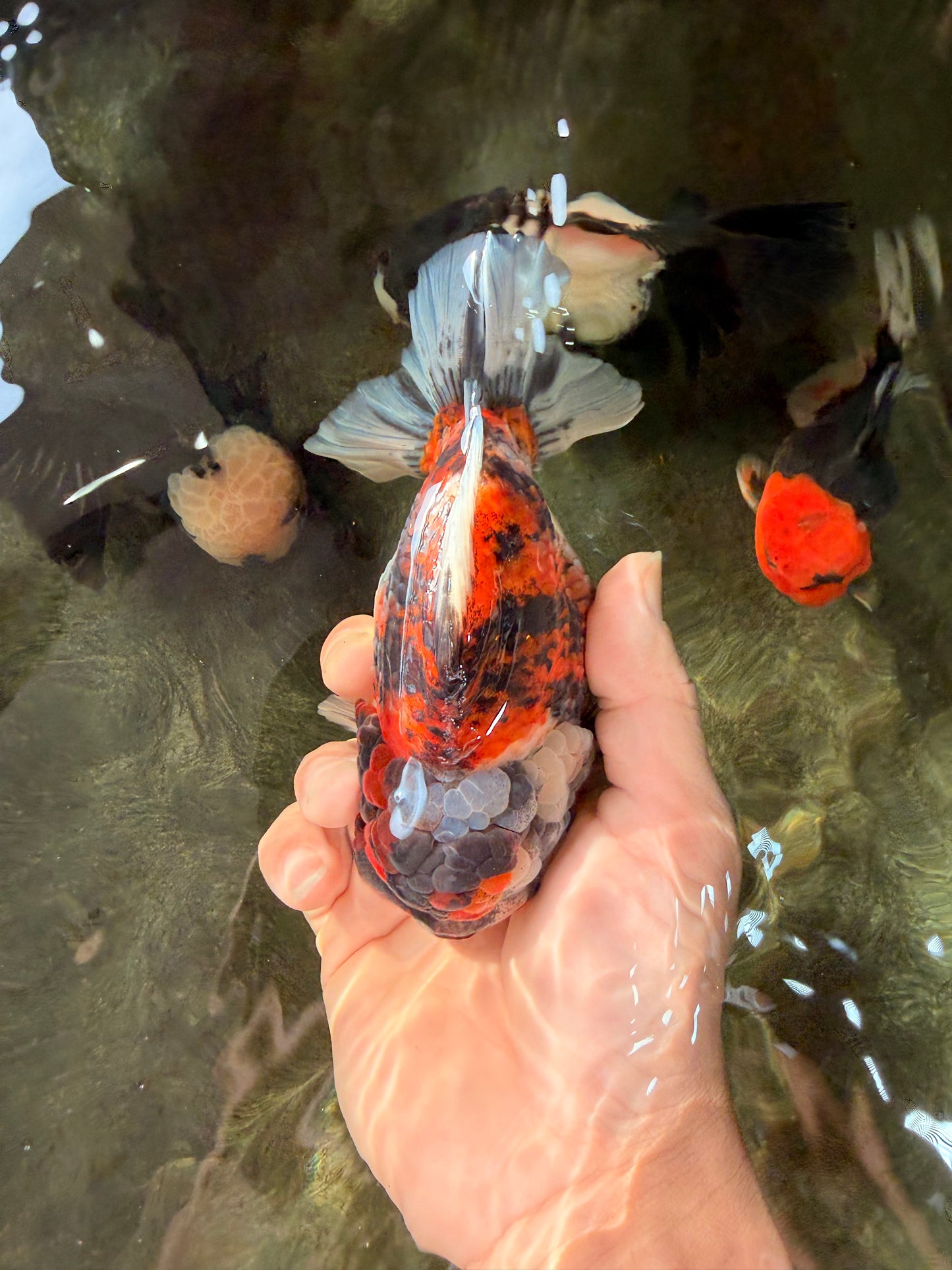 UNIQUE AAA Grade Special Tiger Yuanbao Male 5-5.5 inches #031326YB_23