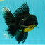 AAA Grade Long Fin Kirin Oranda Male 5.5-6 inches #062626OR_23