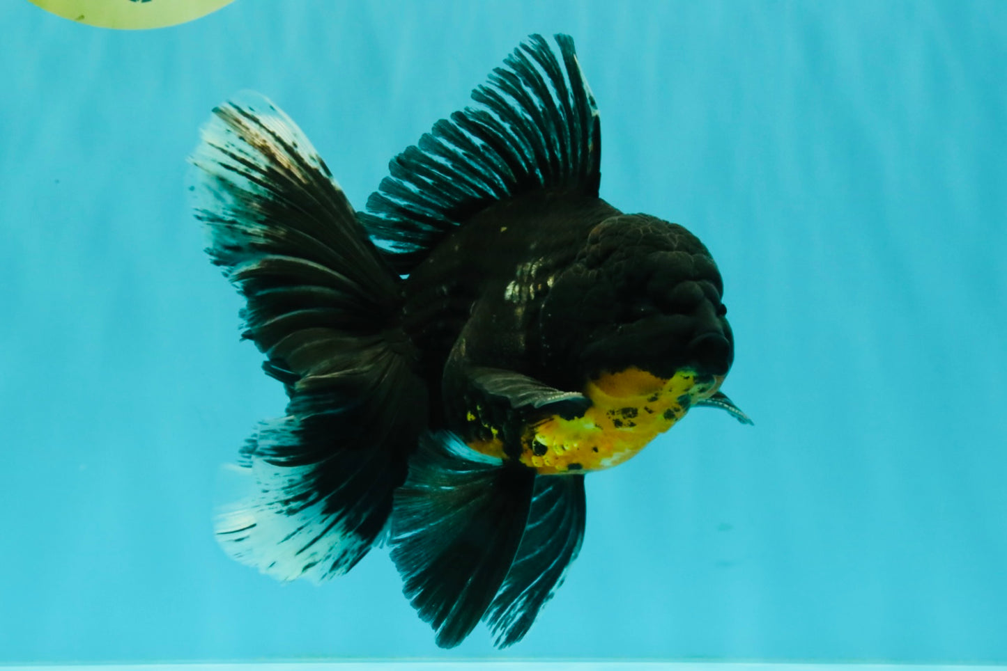 AAA Grade Long Fin Kirin Oranda Male 5.5-6 inches #062626OR_23