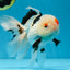 A Grade Tricolor Lipstick Kiss Button Eyes  Oranda Male 5.5 inches #020725OR_26