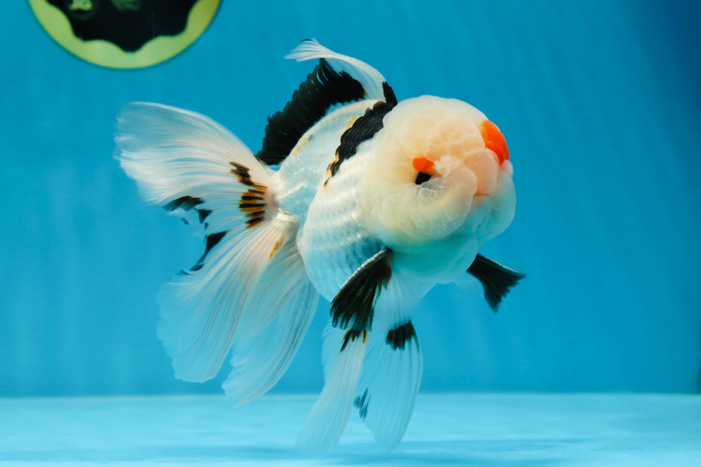 A Grade Tricolor Lipstick Kiss Button Eyes  Oranda Male 5.5 inches #020725OR_26