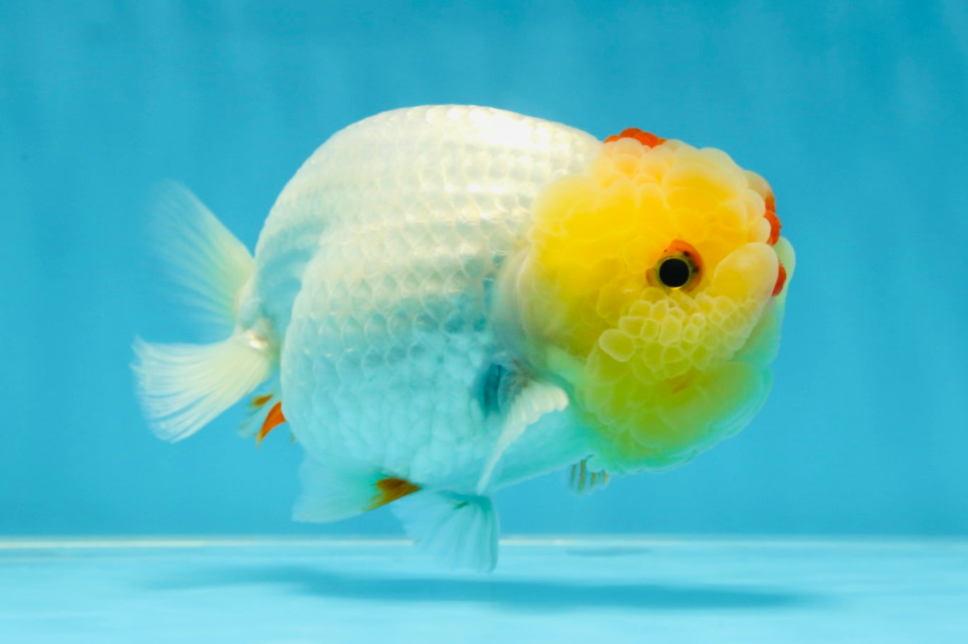 UNIQUE A Grade Red White LionQueen 4.5 inches #050225LC_18