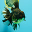 AAA Grade Broadtail Tiger Oranda Male 7.5 inches #073126OR_02