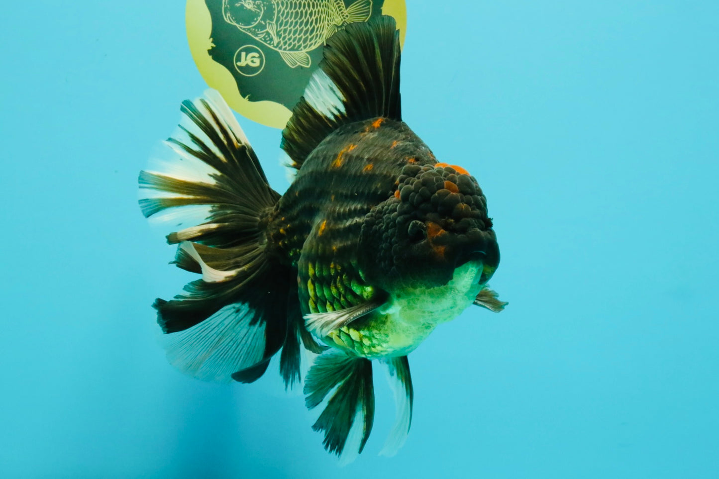 AAA Grade Broadtail Tiger Oranda Male 7.5 inches #073126OR_02