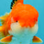 MARIO AAA Grade Red White Oranda Male 5.5 inches #030626OR_20