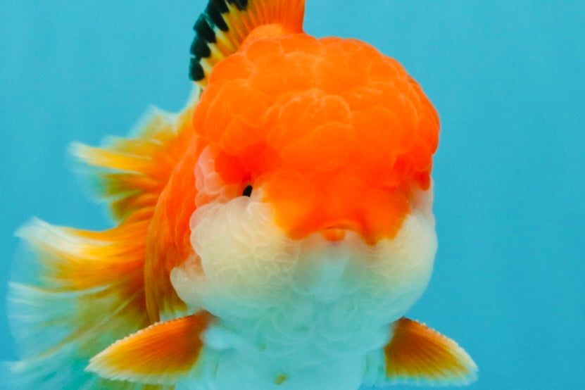 MARIO AAA Grade Red White Oranda Male 5.5 inches #030626OR_20