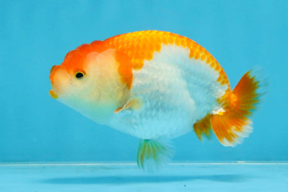 A Grade Red White LionQueen 4 inches #103125LC_20