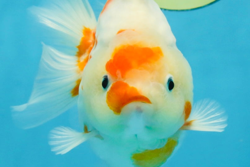 AAA Grade Godzilla Sakura Yuanbao Male 5-5.5 inches #112825YB_18