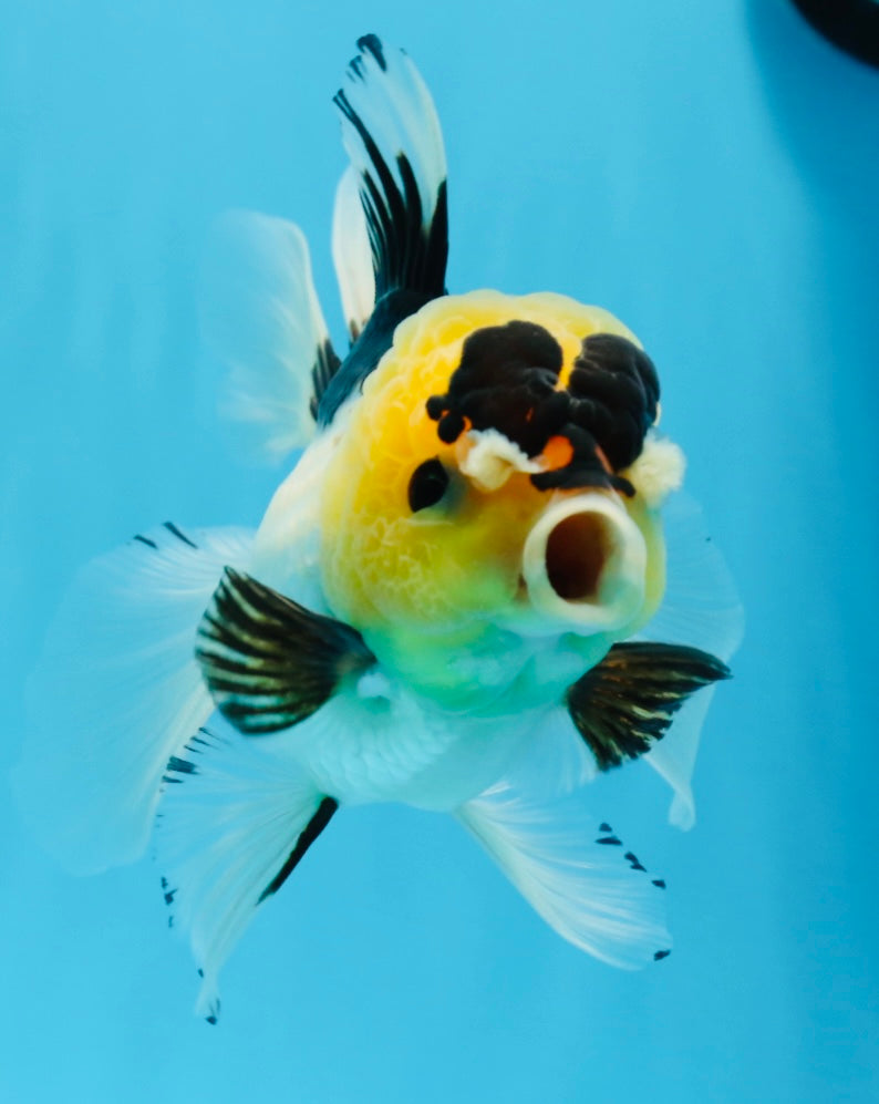 Panda Oranda femelle avec des yeux boutonnés de qualité AAA, 5 pouces #0906OR_25