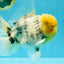 AAA Grade Godzilla White Tiger Oranda Male 6.5 inches #022726OR_10