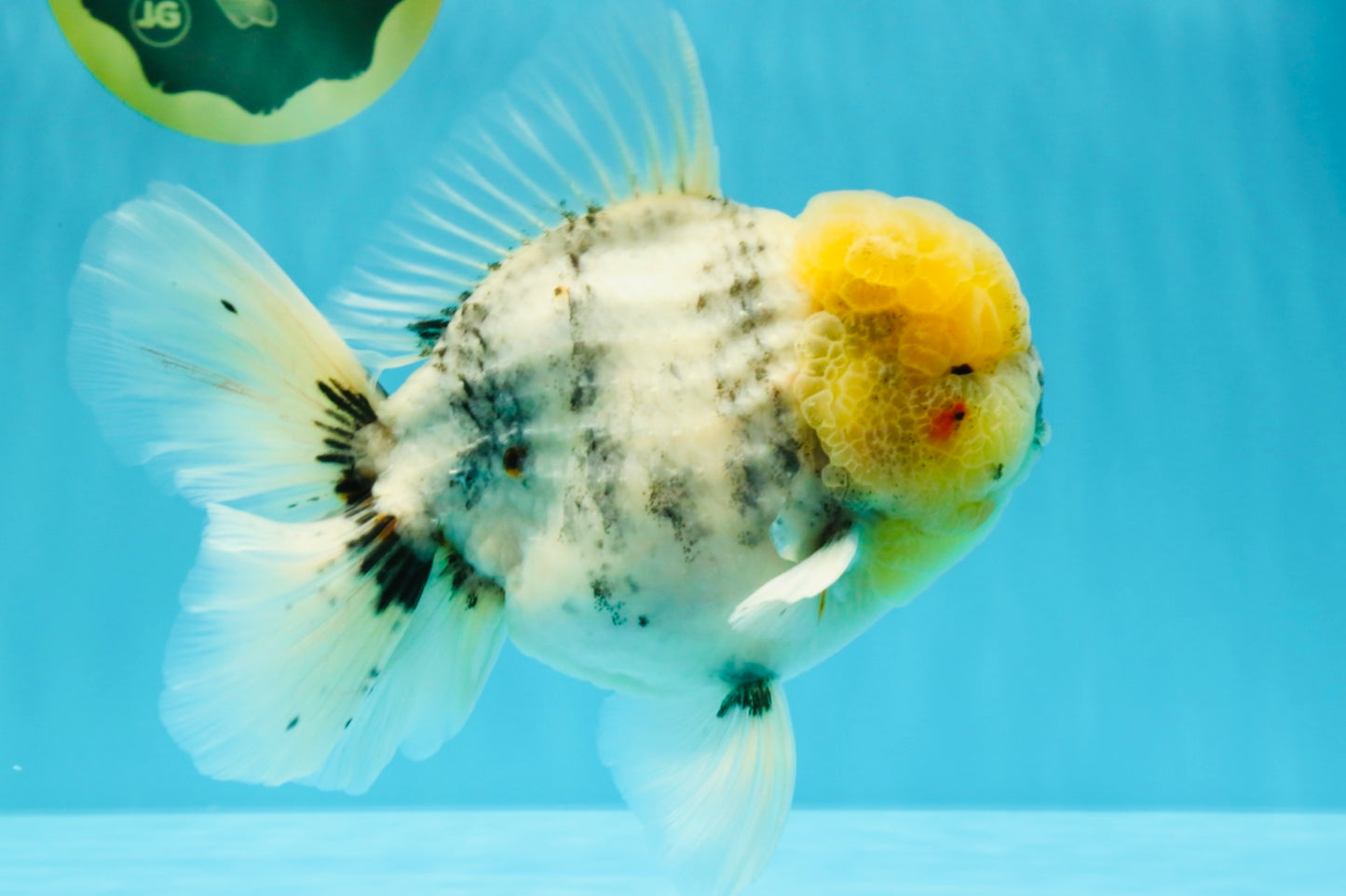 AAA Grade Godzilla White Tiger Oranda Male 6.5 inches #022726OR_10