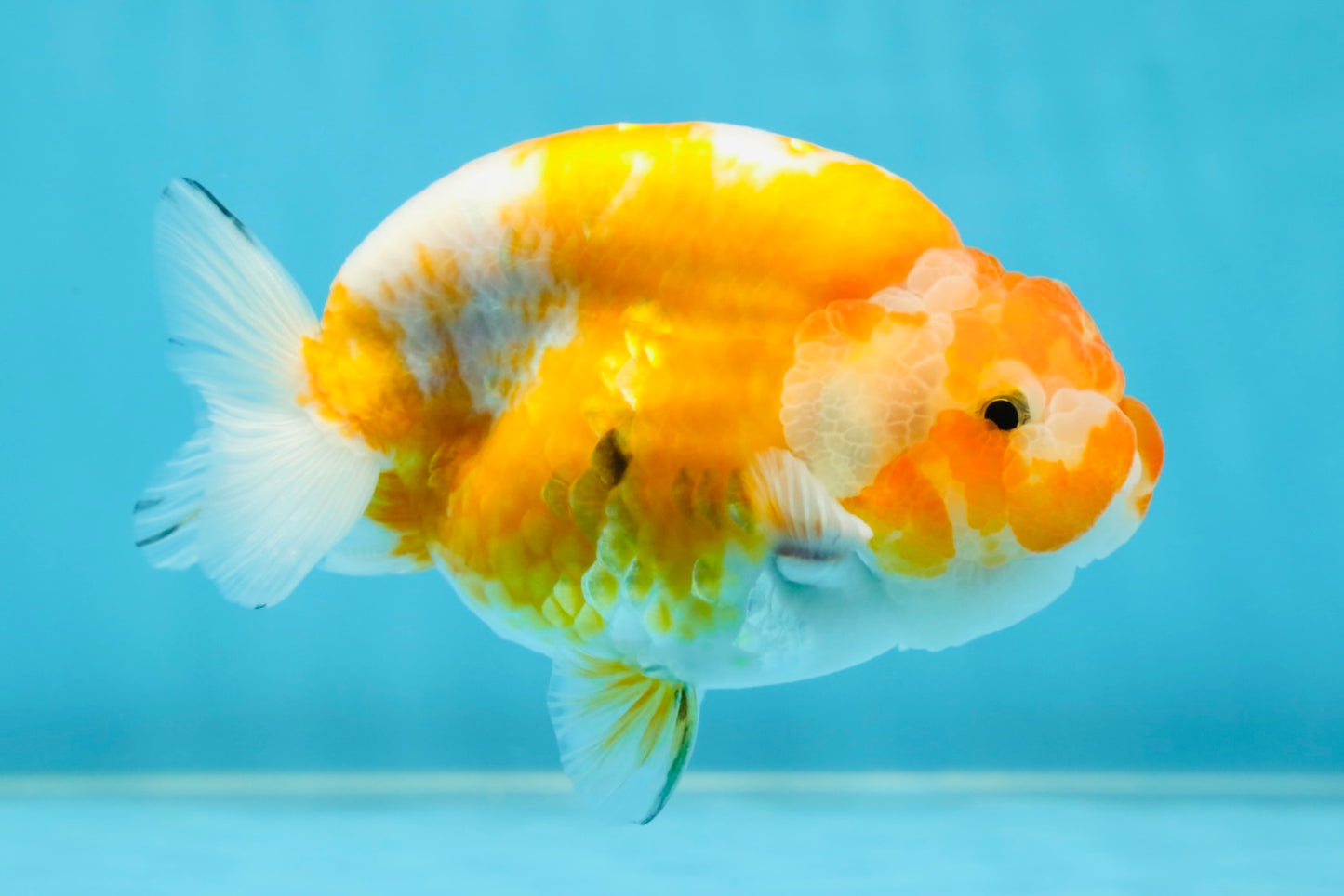 A Grade Sakura LionKing 4.5 inches #052325LC_13