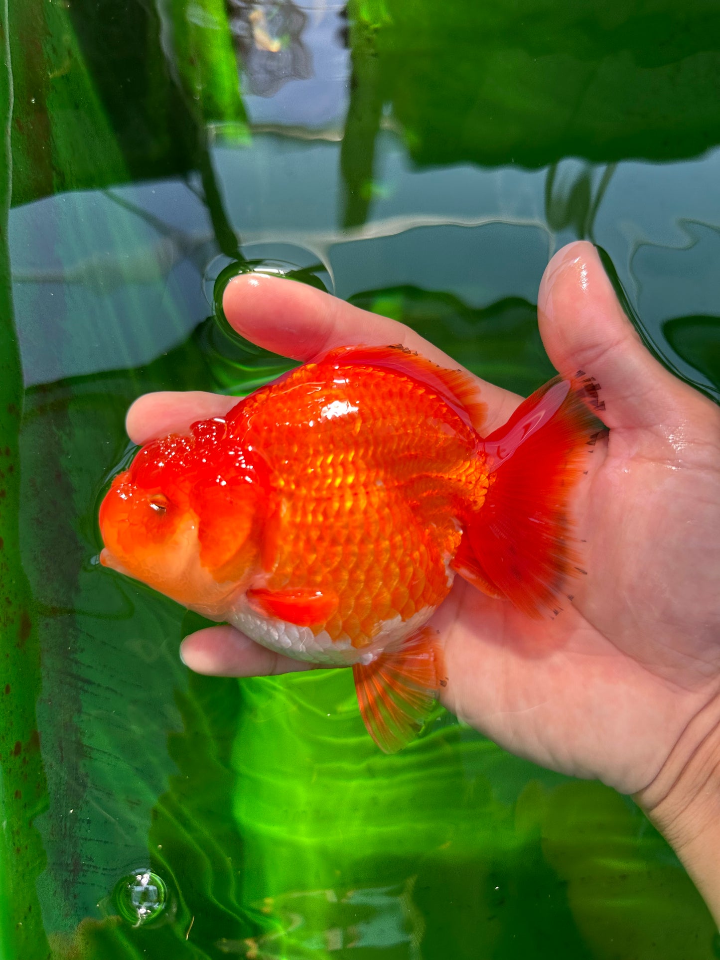 Tête de jade de qualité AAA rouge et blanc Yuanbao femelle 4,5 pouces #0706YB_13