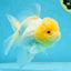 A Grade CLOUDY White Oranda Female 6 inches #062025OR_23