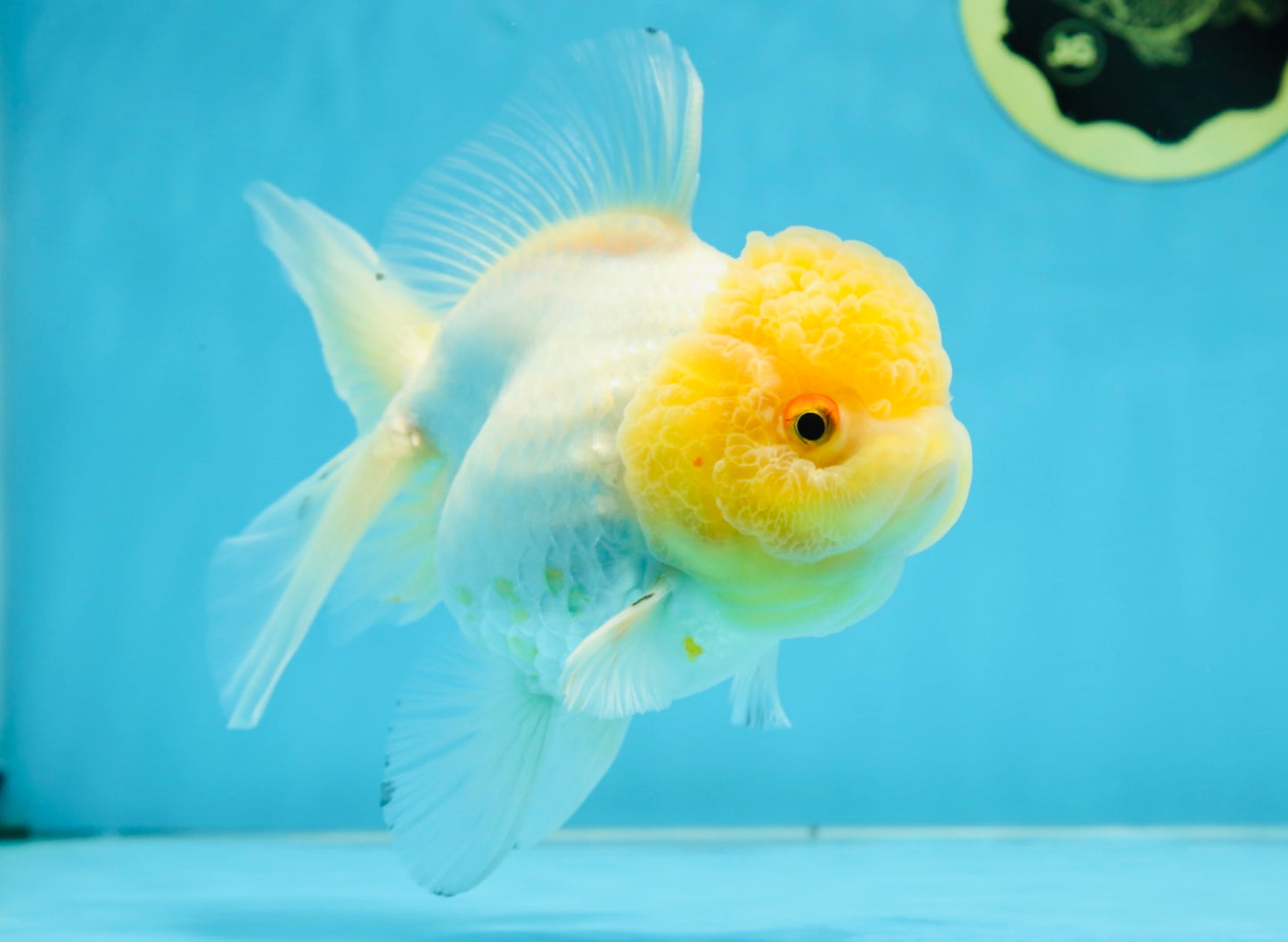 A Grade CLOUDY White Oranda Female 6 inches #062025OR_23