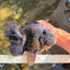 AAA Grade Broadtail Black Godzilla Oranda Male 7 inches #071026OR_01