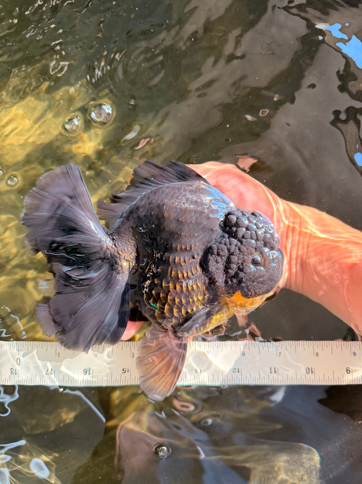 AAA Grade Broadtail Black Godzilla Oranda Male 7 inches #071026OR_01
